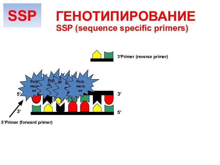 Polymerase Polymerase Polymerase Polymerase Polymerase 5‘ 5‘ 3‘ 3‘ 3‘Primer (reverse primer)