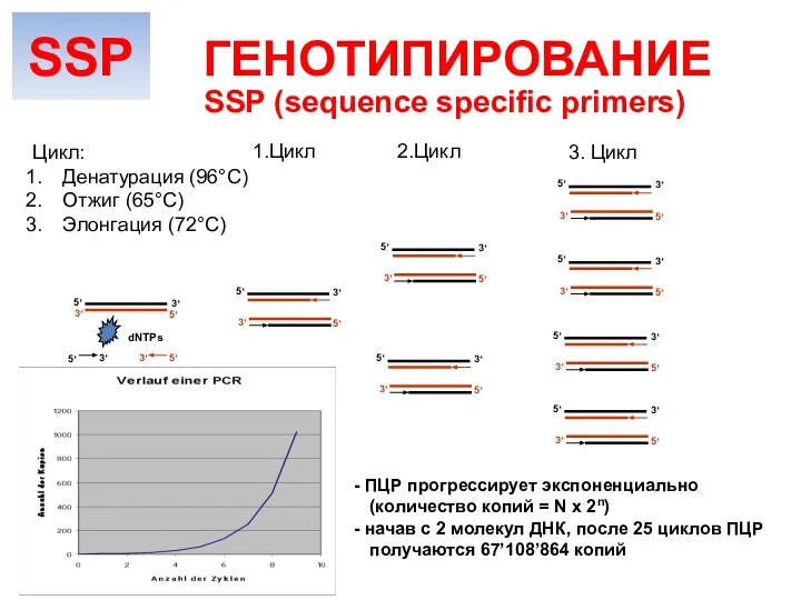 5‘ 5‘ 3‘ 3‘ 5‘ 3‘ 5‘ 3‘ 5‘ 3‘ 5‘ 3‘