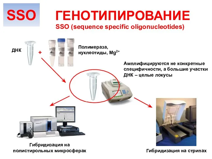 SSO (sequence specific oligonucleotides) ГЕНОТИПИРОВАНИЕ ДНК Амплифицируются не конкретные специфичности, а большие