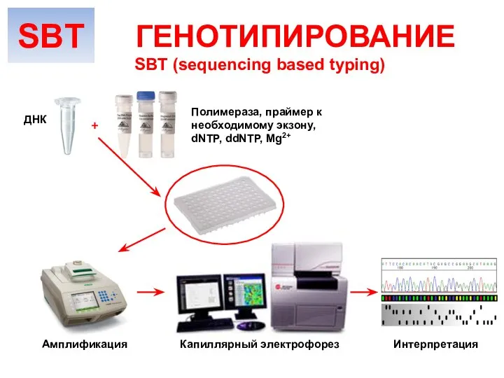 SBT (sequencing based typing) ГЕНОТИПИРОВАНИЕ Амплификация ДНК Полимераза, праймер к необходимому экзону,