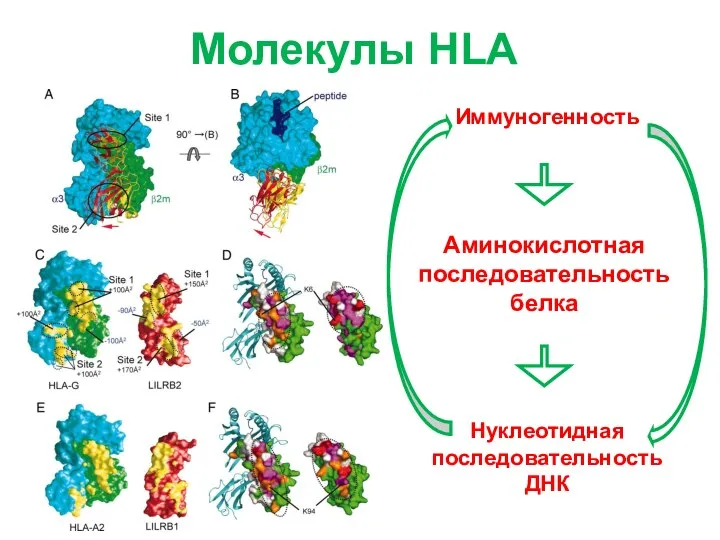 Молекулы HLA Иммуногенность Аминокислотная последовательность белка Нуклеотидная последовательность ДНК