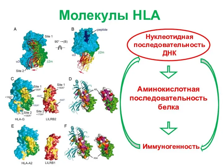 Молекулы HLA Иммуногенность Аминокислотная последовательность белка Нуклеотидная последовательность ДНК