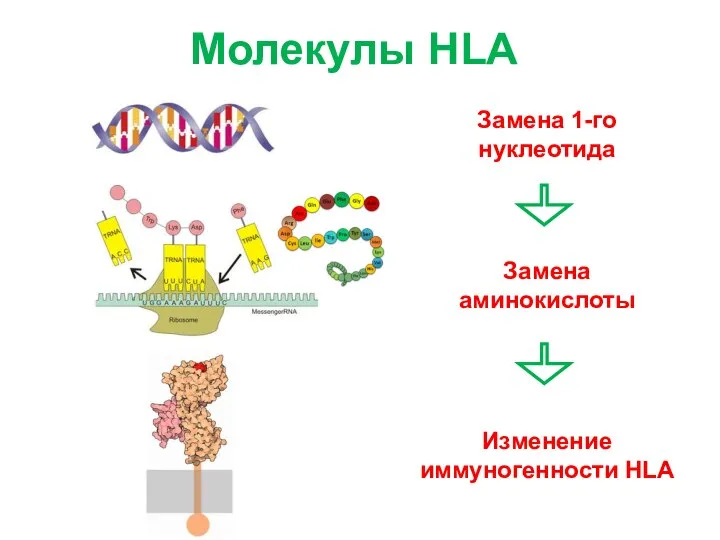 Молекулы HLA Изменение иммуногенности HLA Замена аминокислоты Замена 1-го нуклеотида
