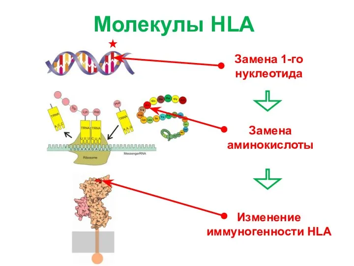 Молекулы HLA Изменение иммуногенности HLA Замена аминокислоты Замена 1-го нуклеотида