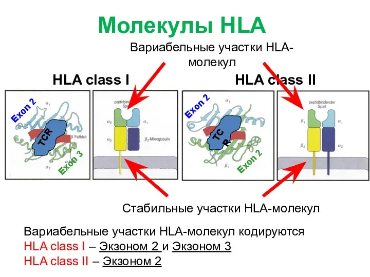 Exon 2 Exon 3 Exon 2 Exon 2 HLA class I HLA