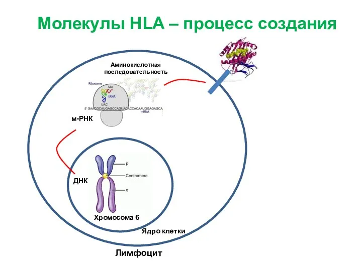 Лимфоцит м-РНК ДНК Аминокислотная последовательность Молекулы HLA – процесс создания Хромосома 6 Ядро клетки