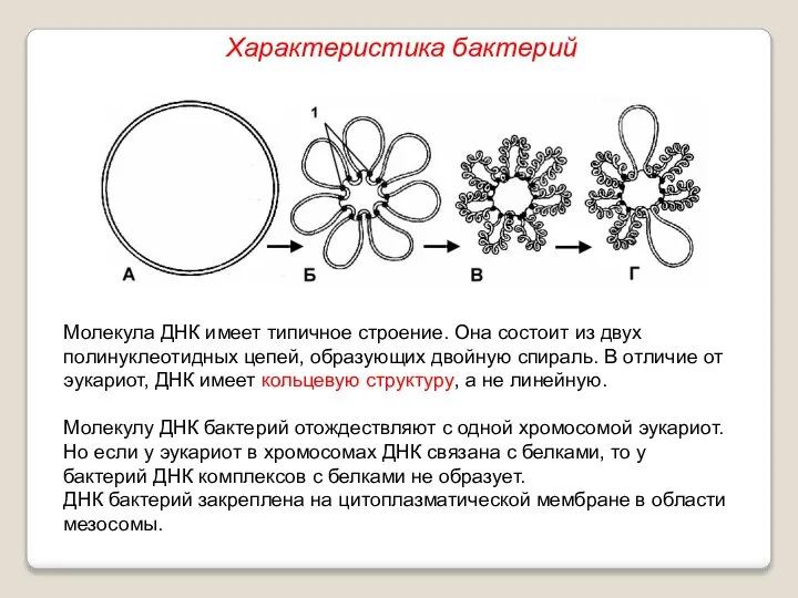 Молекула ДНК имеет типичное строение. Она состоит из двух полинуклеотидных цепей, образующих