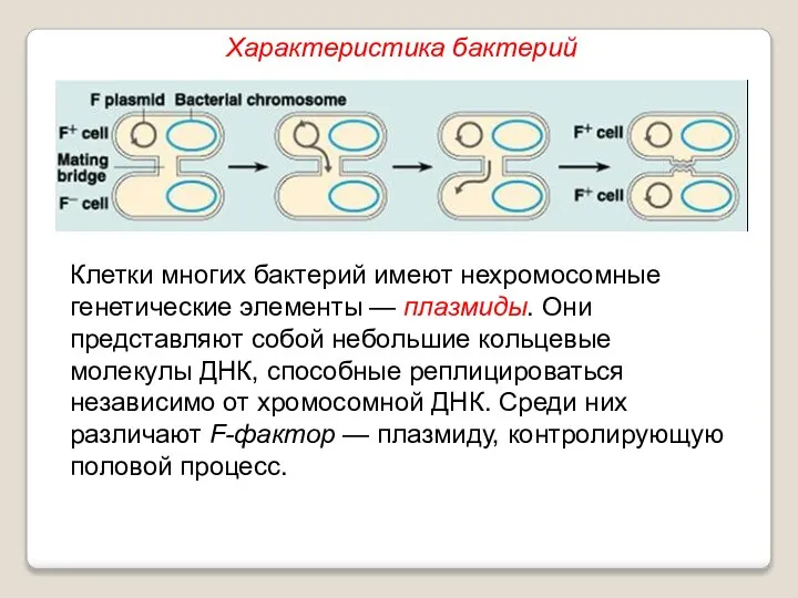 Клетки многих бактерий имеют нехромосомные генетические элементы — плазмиды. Они представляют собой