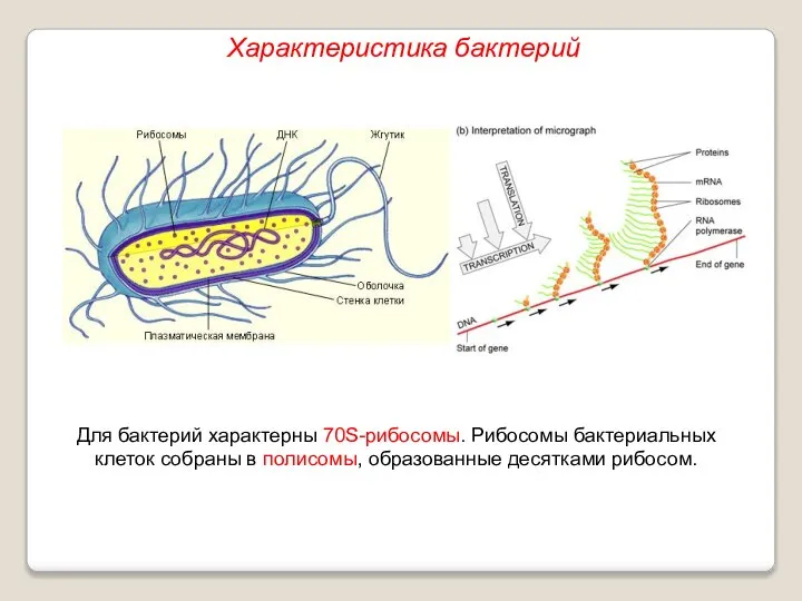 Для бактерий характерны 70S-рибосомы. Рибосомы бактериальных клеток собраны в полисомы, образованные десятками рибосом. Характеристика бактерий