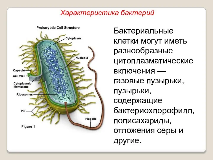 Бактериальные клетки могут иметь разнообразные цитоплазматические включения — газовые пузырьки, пузырьки, содержащие