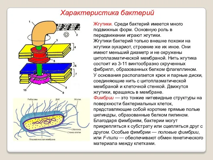 Жгутики. Среди бактерий имеется много подвижных форм. Основную роль в передвижении играют