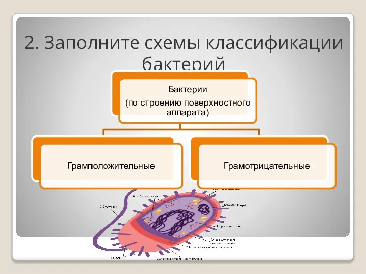 2. Заполните схемы классификации бактерий