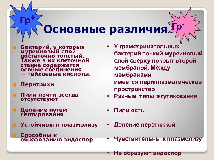 Основные различия Бактерий, у которых муреиновый слой достаточно толстый. Также в их