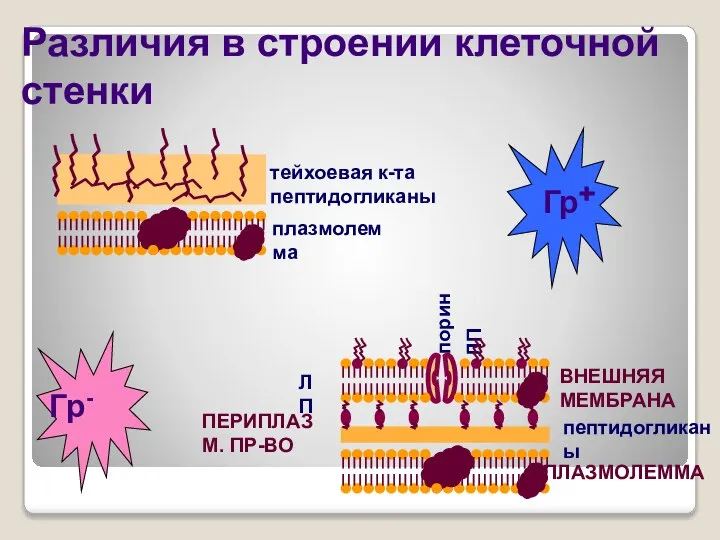 тейхоевая к-та пептидогликаны Различия в строении клеточной стенки плазмолемма порин ЛП ПЛАЗМОЛЕММА