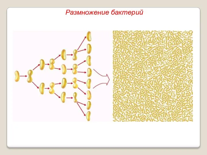 Размножение бактерий