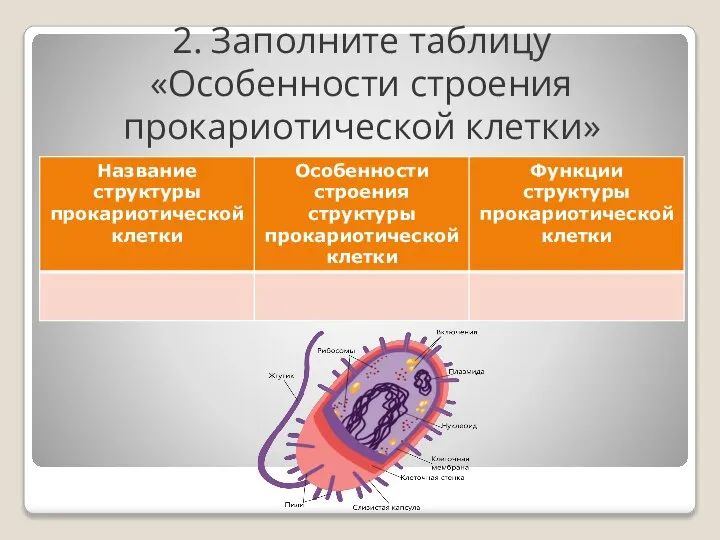 2. Заполните таблицу «Особенности строения прокариотической клетки»