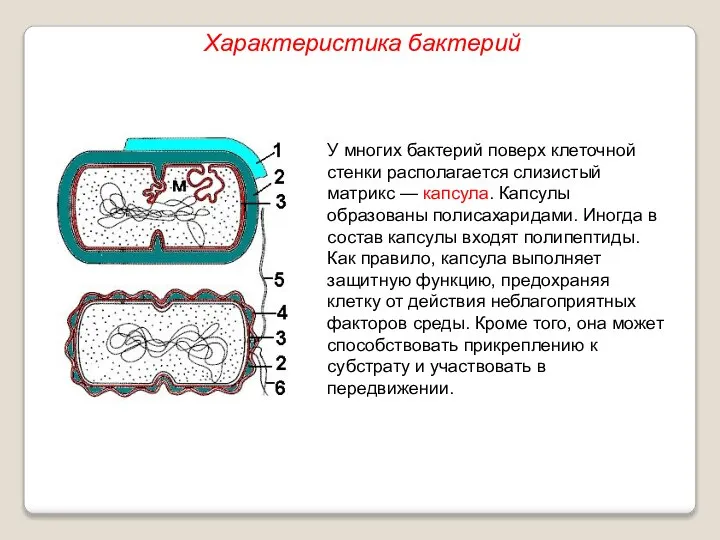 У многих бактерий поверх клеточной стенки располагается слизистый матрикс — капсула. Капсулы