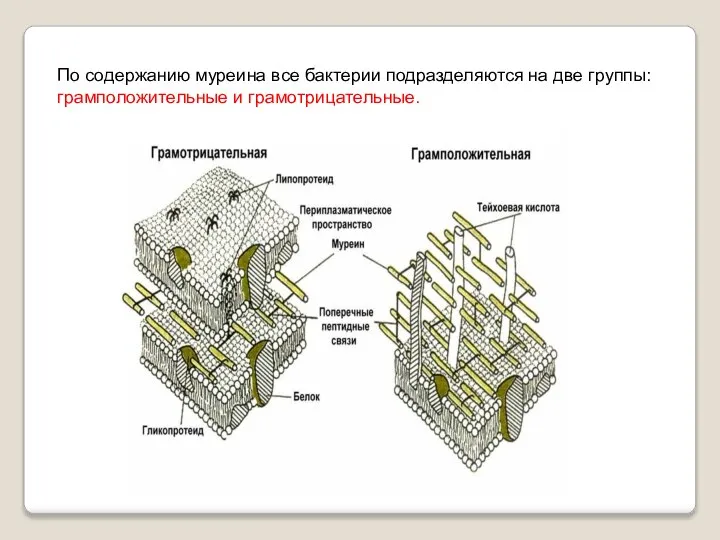 По содержанию муреина все бактерии подразделяются на две группы: грамположительные и грамотрицательные.