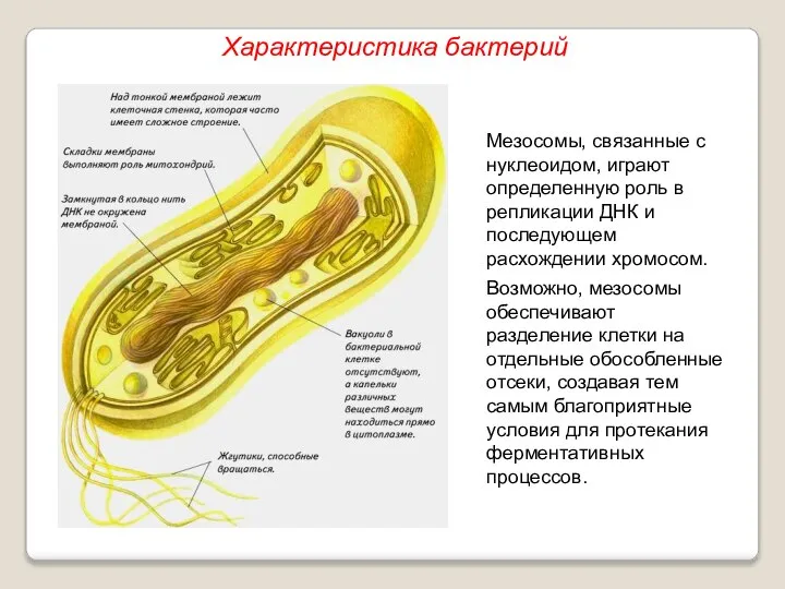 Мезосомы, связанные с нуклеоидом, играют определенную роль в репликации ДНК и последующем