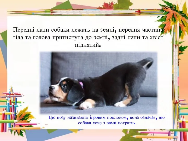 Передні лапи собаки лежать на землі, передня частина тіла та голова притиснута