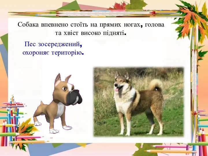 Собака впевнено стоїть на прямих ногах, голова та хвіст високо підняті. Пес зосереджений, охороняє територію.