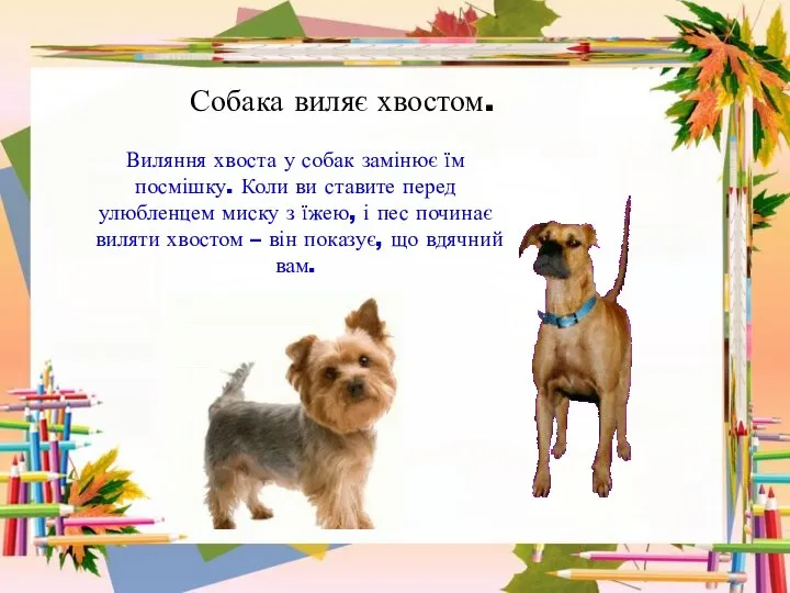 Собака виляє хвостом. Виляння хвоста у собак замінює їм посмішку. Коли ви