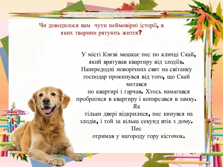 Чи доводилося вам чути неймовірні історії, в яких тварини рятують життя? У