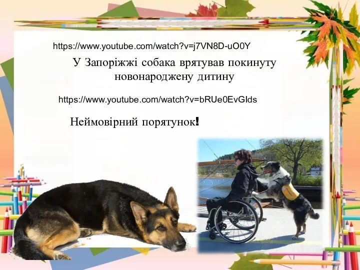 У Запоріжжі собака врятував покинуту новонароджену дитину https://www.youtube.com/watch?v=j7VN8D-uO0Y https://www.youtube.com/watch?v=bRUe0EvGIds Неймовірний порятунок!