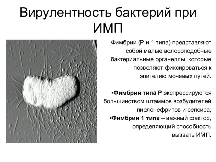 Вирулентность бактерий при ИМП Фимбрии (Р и 1 типа) представляют собой малые
