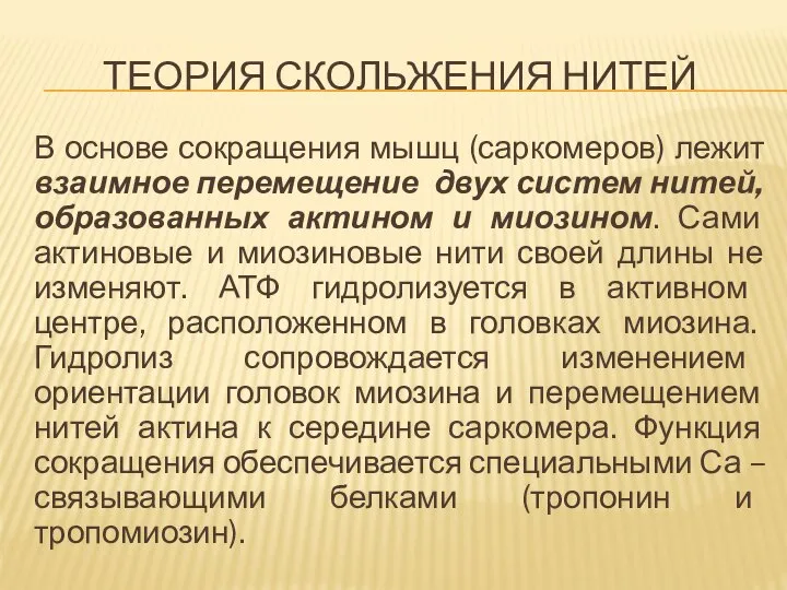 ТЕОРИЯ СКОЛЬЖЕНИЯ НИТЕЙ В основе сокращения мышц (саркомеров) лежит взаимное перемещение двух