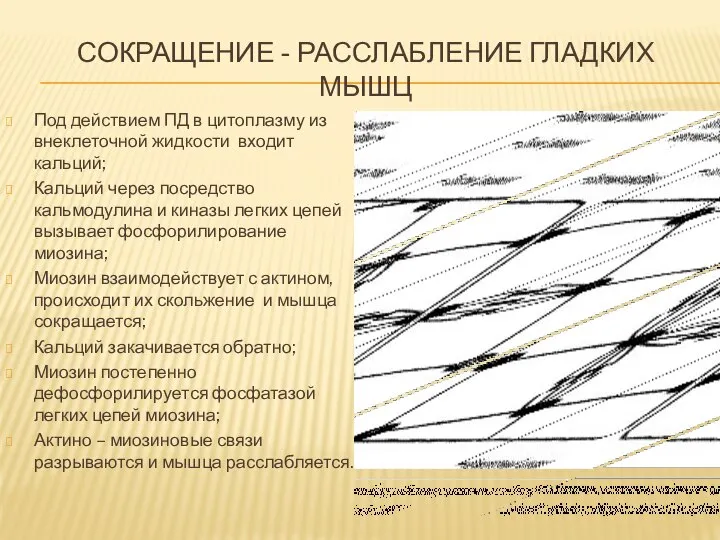 СОКРАЩЕНИЕ - РАССЛАБЛЕНИЕ ГЛАДКИХ МЫШЦ Под действием ПД в цитоплазму из внеклеточной