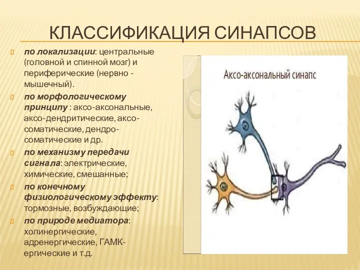 КЛАССИФИКАЦИЯ СИНАПСОВ по локализации: центральные (головной и спинной мозг) и периферические (нервно