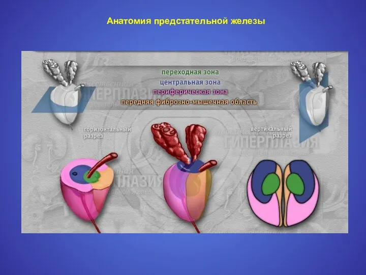 Анатомия предстательной железы