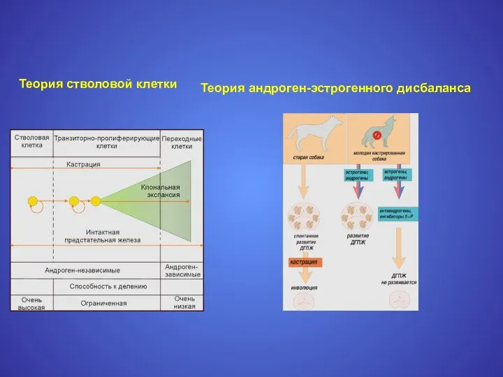 Теория стволовой клетки Теория андроген-эстрогенного дисбаланса