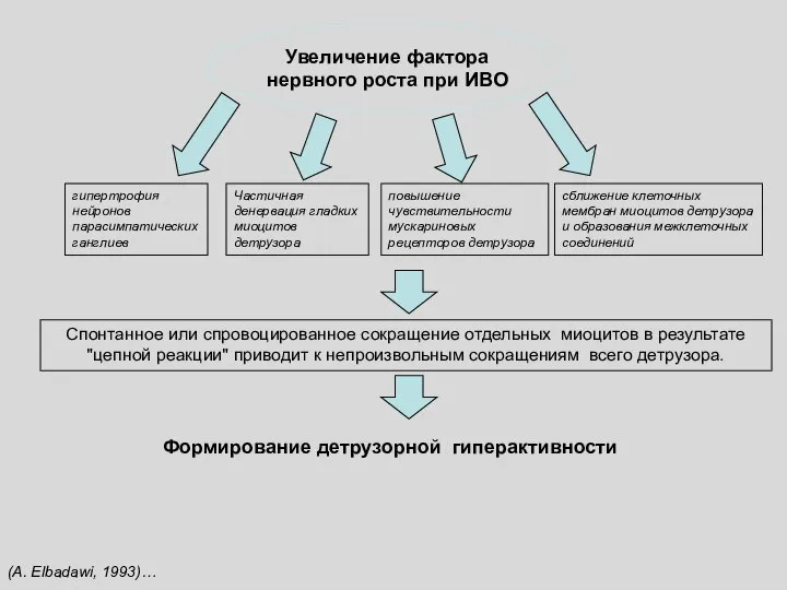 (A. Elbadawi, 1993)… Увеличение фактора нервного роста при ИВО гипертрофия нейронов парасимпатических