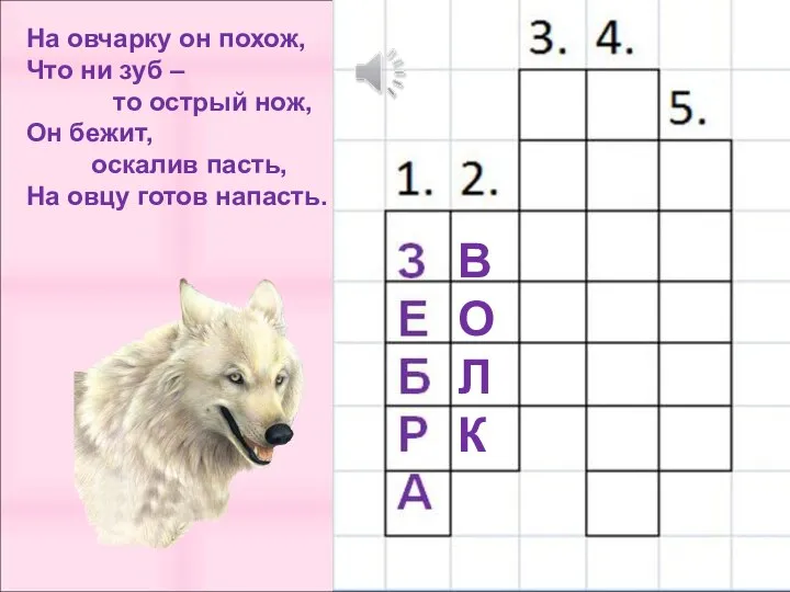 В О Л К На овчарку он похож, Что ни зуб –