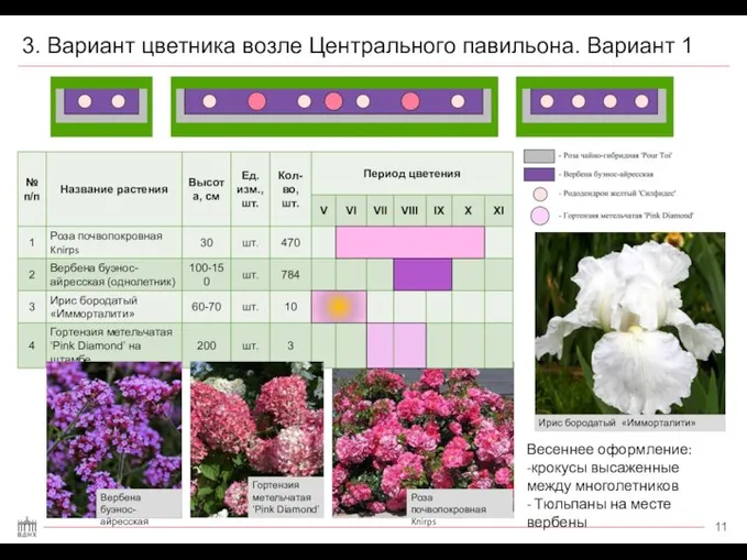 3. Вариант цветника возле Центрального павильона. Вариант 1 Роза почвопокровная Knirps Вербена