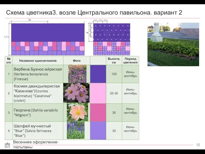 Схема цветника3. возле Центрального павильона. вариант 2 Весеннее оформление- тюльпаны