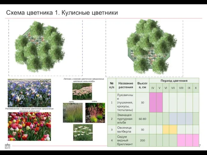 Схема цветника 1. Кулисные цветники