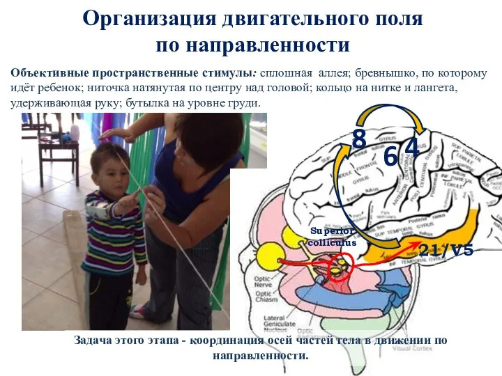 Организация двигательного поля по направленности Объективные пространственные стимулы: сплошная аллея; бревнышко, по