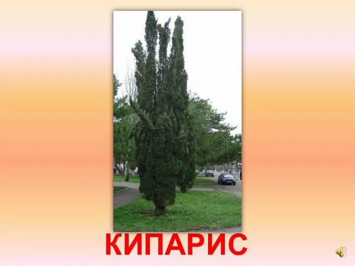 КИПАРИС