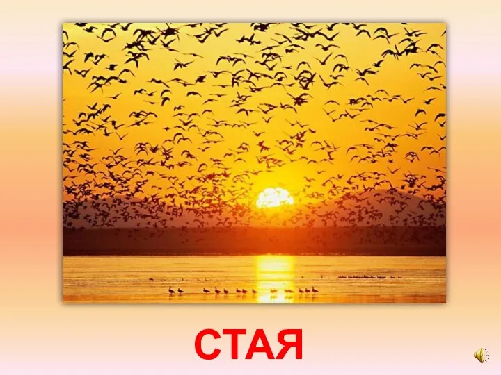 СТАЯ