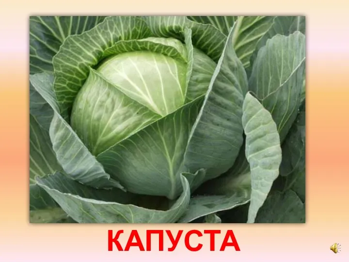 КАПУСТА