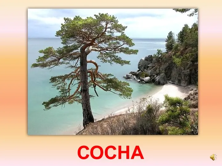 СОСНА