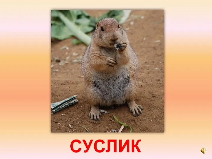 СУСЛИК