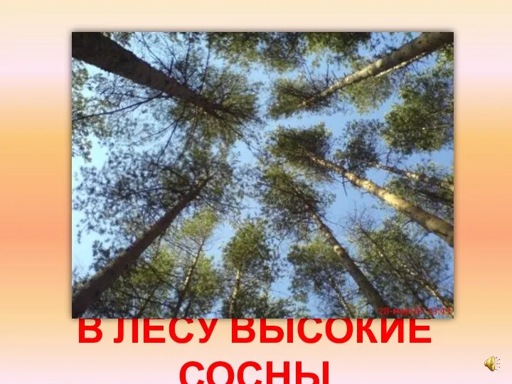 В ЛЕСУ ВЫСОКИЕ СОСНЫ