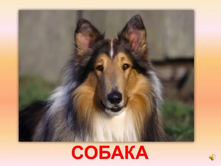 СОБАКА