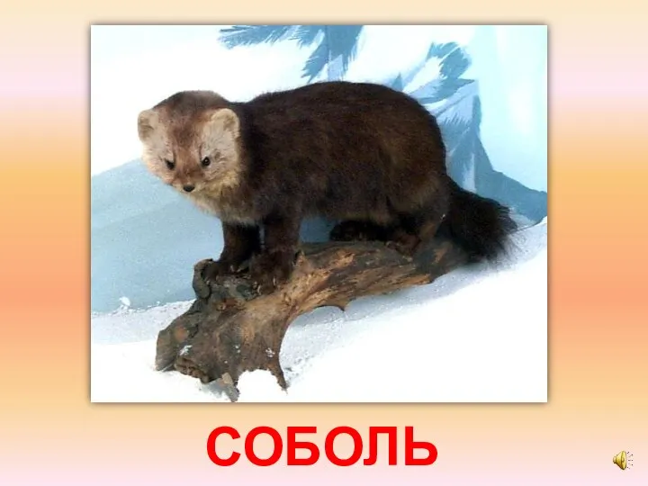 СОБОЛЬ