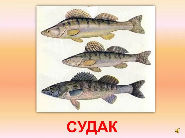 СУДАК