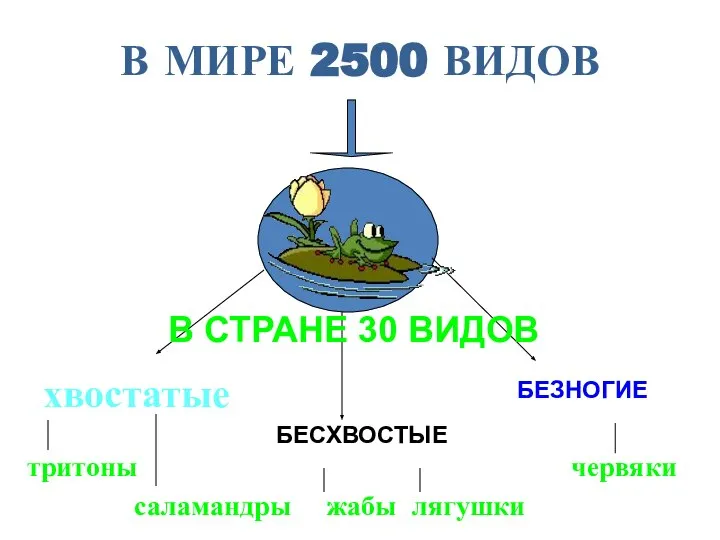 В МИРЕ 2500 ВИДОВ хвостатые БЕСХВОСТЫЕ БЕЗНОГИЕ тритоны саламандры жабы лягушки червяки В СТРАНЕ 30 ВИДОВ